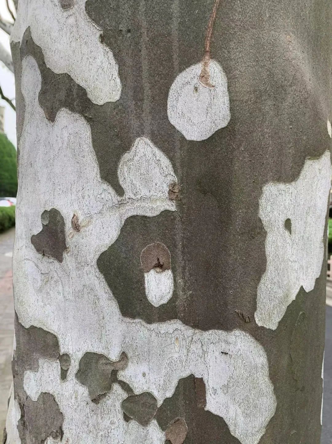 梧桐树树纹